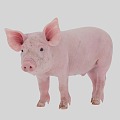 Super realistic pig 3d model