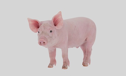 Super realistic pig 3d model