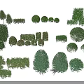Different Shapes And Sizes Of Decorative Shrubs For Garden Landscape Design