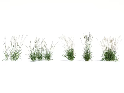 Various Types of Green Ornamental Grasses in White Background 3d model