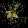 Natural Green Pine Needles With Fresh Cones In Close Up Botanical View