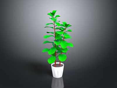 Green Leafy Plant with Red Stems in White Pot on Dark Background for Indoor Decoration 3d model