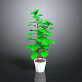 Green Leafy Plant with Red Stems in White Pot on Dark Background for Indoor Decoration