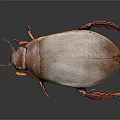 Detailed Brown Beetle with Oval Shaped Body and Red Legs on Gray Background