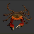 Vibrant Red And Orange Crab With Large Claws Isolated On Gray Background Close Up View