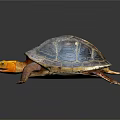 Colorful Shell Yellow Head Freshwater Turtle Vibrant Detailed Close Up View