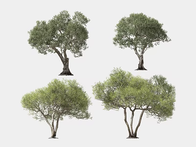 Four Lush Arbor Trees With Green Foliage And Textured Trunks Isolated On White Background 3d model