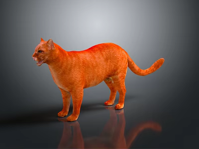 Orange Cat Standing On Gray Surface With Reflection In Studio Setting 3d model
