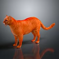 Orange Cat Standing On Gray Surface With Reflection In Studio Setting
