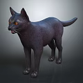 Detailed Black Cat with Orange Eyes Standing on Gray Background 3D Rendering 3d model