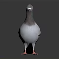 Gray and White Pigeon with Green Neck Feathers Standing on Black Background With Reflection