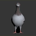 Modern Pigeon Birds 3d model