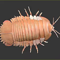 Pink Pill Bug Shaped Creative Household Decorative Item With Unique Design For Home Use