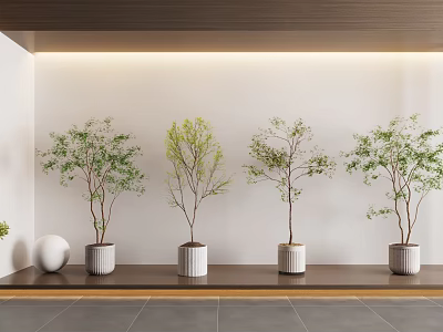 Elegant Bonsai Plants Arranged On Wooden Bench With White Wall Lighting And Spherical Decor 3d model