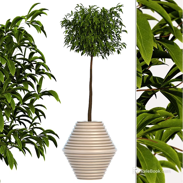 Lush Bonsai Pot Plant With Green Leaves Slender Trunk And Striped White Pot 3d model 