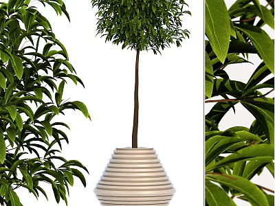 Lush Bonsai Pot Plant With Green Leaves Slender Trunk And Striped White Pot 3d model