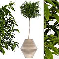 Lush Bonsai Pot Plant With Green Leaves Slender Trunk And Striped White Pot