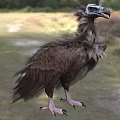 Brown Feathered Vulture With Bald Head Standing On Grassy Field In Natural Habitat