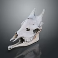 White Horned Animal Skull Bone Organ And Fur Associated Mammal Features