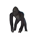 Realistic Black Reptile Standing On White Background In Natural Stance