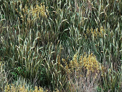 Vibrant Green Grass and Yellow Flowers Thriving in Natural Wild Meadow Field 3d model
