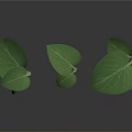 Fresh Green Plant Leaves With Visible Veins And Various Sizes On White Background