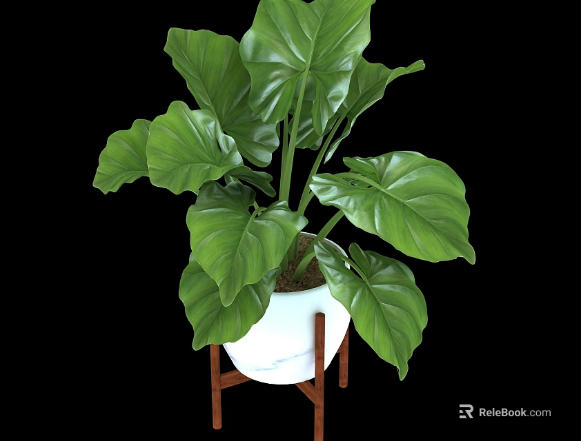 Green Large Leaf Plant in White Pot on Wooden Stand with Lush Foliage 3d model 
