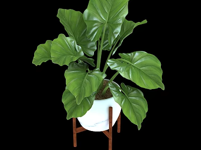 Green Large Leaf Plant in White Pot on Wooden Stand with Lush Foliage 3d model