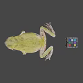 Green Frog Next to Colorful Rubik's Cube on Gray Background