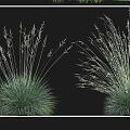 Different Types of Garden Grasses Including Hakone Grass Lavender Wild Bluegrass and Wild Oat