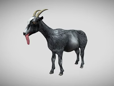Black and White Goat with Curved Horns Sticking Out Tongue on Gray Background 3d model