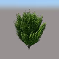 Healthy Tree With Lush Green Leaves And Single Trunk On Circular Grass Base