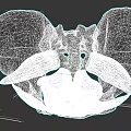 Detailed View Of Pelvic Organs Anatomical Model With Skeletal Structure And Muscles