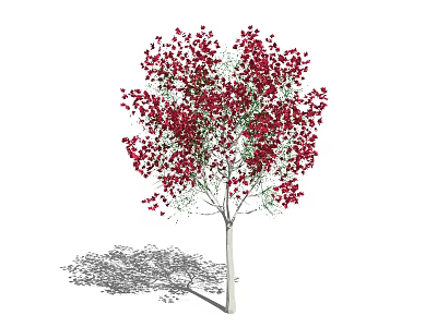 Graceful Arbor With Red Blossoms And Slender Trunk Casting Natural Shadow 3d model