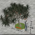Dracaena Tree 1.8 Meters Tall 1.5 Meters Diameter Base On Gray Square Tile Floor