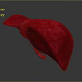 Red 3D Liver Anatomical Model Displaying Detailed Abdominal Organ Structure 3d model