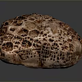 Brown Sea Sponge With Honeycomb Like Pores On Dark Background