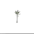 Tall Palm Tree with Long Trunk and Lush Green Fronds in Isolated Background