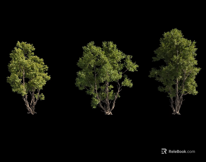 Three Green Leafy Trees With Brown Trunks Standing On Black Background 3d model 