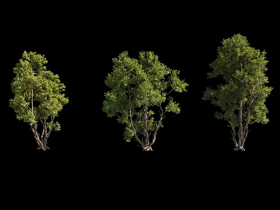 Three Green Leafy Trees With Brown Trunks Standing On Black Background 3d model