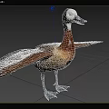 Brown And White Feathered Waterfowl Duck With Spread Wings Standing On Grassy Field