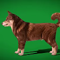 Brown and white dog standing full body on clear green background