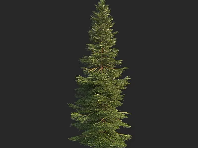 Tall Evergreen Arbor with Lush Green Foliage and Natural Vertical Growth 3d model