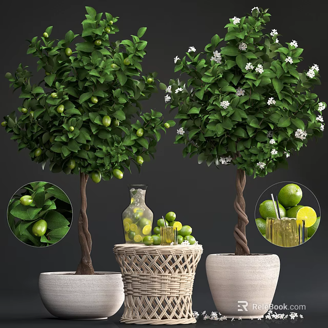 Citrus and Jasmine Bonsai Potted Plants with Green Fruits White Flowers and Decorative Pots 3d model 