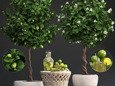 Citrus and Jasmine Bonsai Potted Plants with Green Fruits White Flowers and Decorative Pots 3d model