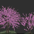 Beautiful Pink Flowering Arbor Trees With Lush Blooms On Dark Background And Grass Base