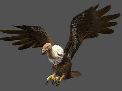 Majestic Vulture Flying With Spread Brown Wings And White Head Plumage 3d model