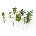Various Green Plants Collection Including Vines Shrubs And Palm Trees Arranged On White Background