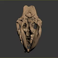 Detailed Copper Colored Human Skull Model Anatomical Medical Device For Education Training