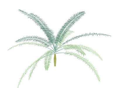 Tropical Palm Arbor With Green Feathery Leaves And Yellow Trunk 3d model